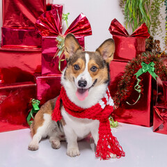 a male corgi pembroke welsh photoshoot pet photography studio background christmas theme dress and...