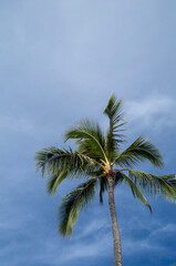 Coconut Palm Tree with Blue and White Sky in Hawaii.