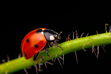 Beautiful ladybug on leaf defocused background