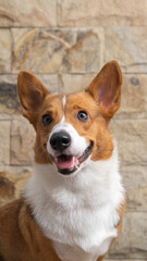 a male corgi pembroke welsh photoshoot pet photography studio isolated with blue background christmas theme dress and decoration