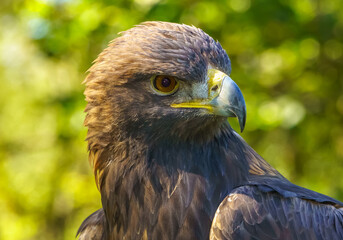 golden eagle