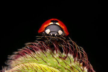 Beautiful ladybug on leaf defocused background © blackdiamond67