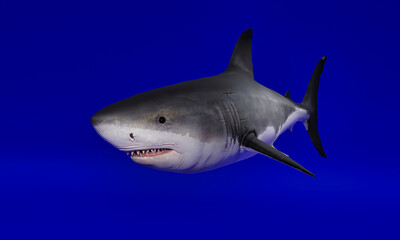 3d illustration, isolated white shark, on a blue background, 3d rendering.