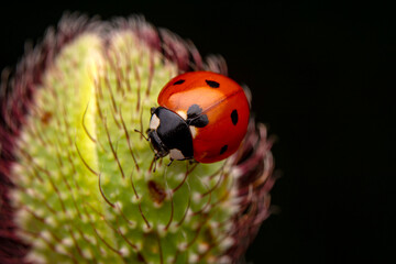 Beautiful ladybug on leaf defocused background