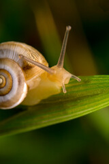 Close up  beautiful Snail in the garden