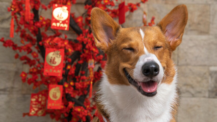 a male corgi pembroke welsh photoshoot pet photography studio isolated with blue background christmas theme dress and decoration