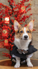 a male corgi pembroke welsh photoshoot pet photography studio isolated with blue background christmas theme dress and decoration