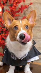 a male corgi pembroke welsh photoshoot pet photography studio isolated with blue background christmas theme dress and decoration