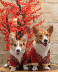 a male corgi pembroke welsh photoshoot pet photography studio isolated with blue background christmas theme dress and decoration