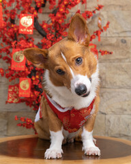a male corgi pembroke welsh photoshoot pet photography studio isolated with blue background christmas theme dress and decoration