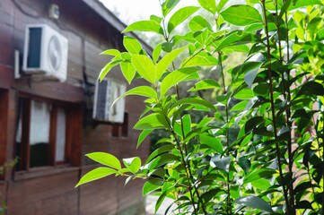closeup green leaves in the backyard of a wooden house, copy space