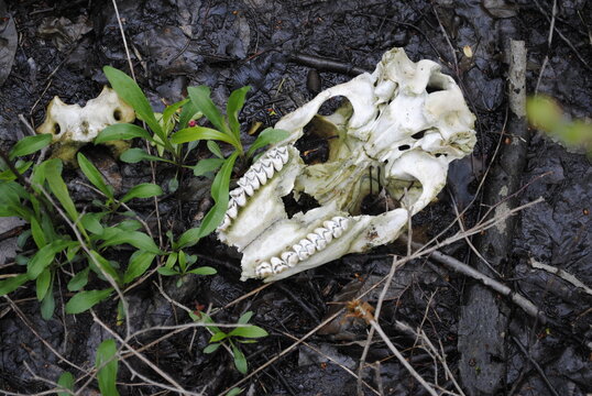 A deer skull and vertebrae resting on the top of the swamp mud in the spring
