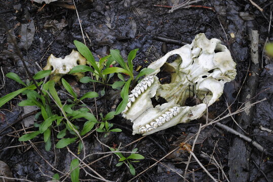 A deer skull and vertebrae resting on the top of the swamp mud in the spring