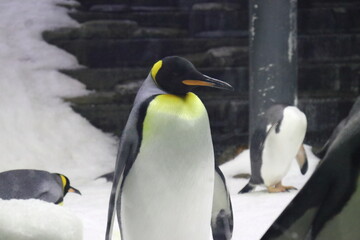 Fototapeta na wymiar Sea life in Sydney Australia. Penguin standing in aquarium. Travelling during corona pandemic