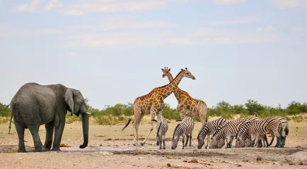 Badezimmer Foto Rückwand Gruppe von Tieren am Wasserloch im Etosha Nationalpark, Namibia © Kim