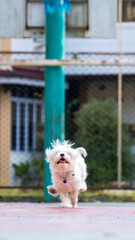 an outdoor photoshoot pet photography two dogs running on the park morning corgi and maltese