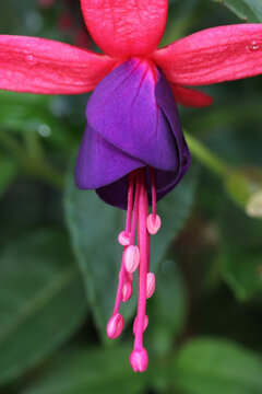 California Fuchsia