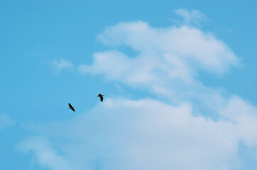Two great cormorants fly against a blue sky with beautiful white clouds. A pair of birds close to each other. The concept of friendship and mutual assistance.