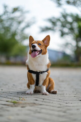 a portrait of pembroke welsc corgi with bokeh background at the park in the morning walk