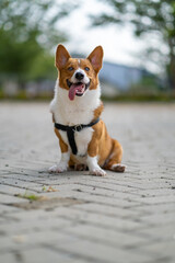 a portrait of pembroke welsc corgi with bokeh background at the park in the morning walk