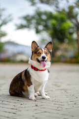 a portrait of pembroke welsc corgi with bokeh background at the park in the morning walk
