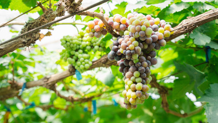branch of a tree with fruits at the farm