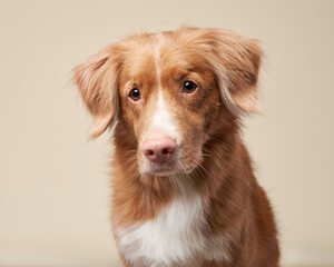 portrait of nova scotia duck tolling retriever in studio. Funny toller dog on a beige background