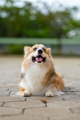 a portrait of pembroke welsc corgi with bokeh background at the park in the morning walk