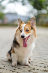 a portrait of pembroke welsc corgi with bokeh background at the park in the morning walk