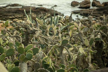 cactus on the beach