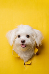 a female maltese white dog photoshoot studio pet photography with concept breaking yellow paper head through it with expression