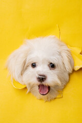a female maltese white dog photoshoot studio pet photography with concept breaking yellow paper head through it with expression