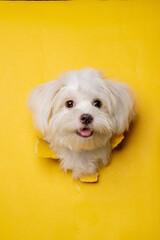 a female maltese white dog photoshoot studio pet photography with concept breaking yellow paper head through it with expression - obrazy, fototapety, plakaty