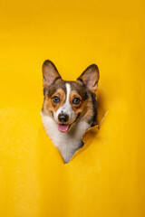 a happy male pembroke welsh corgi dog photoshoot studio pet photography with concept breaking yellow paper head through it with expression