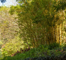 Portrait of a Bamboo Grove on a hillside in Rural Hawaii.