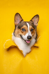 a happy male pembroke welsh corgi dog photoshoot studio pet photography with concept breaking yellow paper head through it with expression
