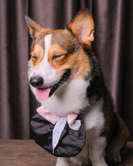 a happy expression male pembroke welsh corgi dog photoshoot studio pet photography with concept in front of curtain with love head band on his head