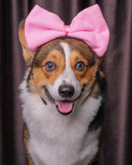 a happy expression male pembroke welsh corgi dog photoshoot studio pet photography with concept in front of curtain with love head band on his head
