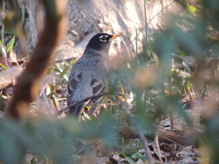 Birds of Pennsylvania