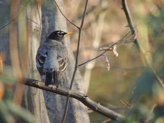 Birds of Pennsylvania