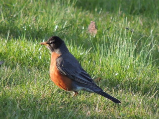 Birds of Pennsylvania