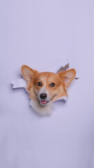 a female pembroke welsh corgi dog photoshoot studio pet photography with concept breaking gray paper head through it with expression