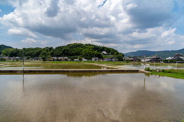 paddy field that has been planted in rural area of Saga prefecture, Japan.