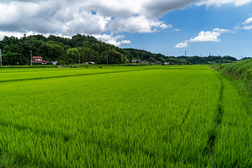 Paddy fields are in rural area in Chiba prefecture, JAPAN.