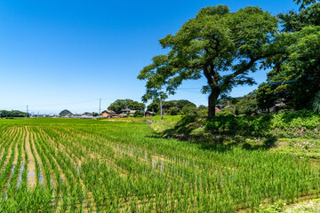 Fototapeta na wymiar scenery of rice fields in countryside of Fukuoka prefecture, JAPAN.