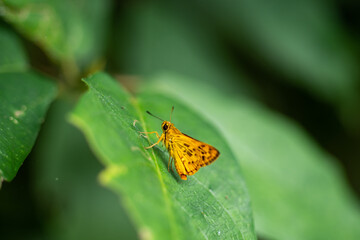Japanese Dart that is a kind of Skipper butterfly resting on a leaf.