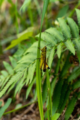 grasshopper - Stethophyma magister - is on a leaf in countryside of Fukuoka prefecture, JAPAN.