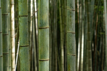 Calm bamboo grove is in Japan.