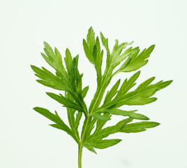 蓬の葉　白バック