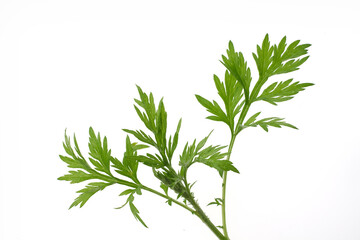 蓬の葉　白バック